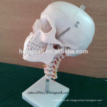 ISO-haltbares PVC-Schädelmodell mit Halswirbelsäulenmodell, menschlicher Schädel